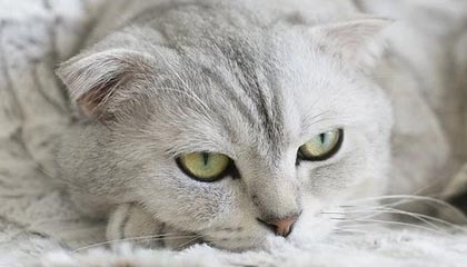 文班亚马22分14板2助 NBA马刺116-106雷霆