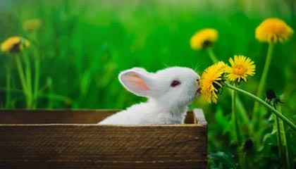 文班亚马22分14板2助 NBA马刺116-106雷霆